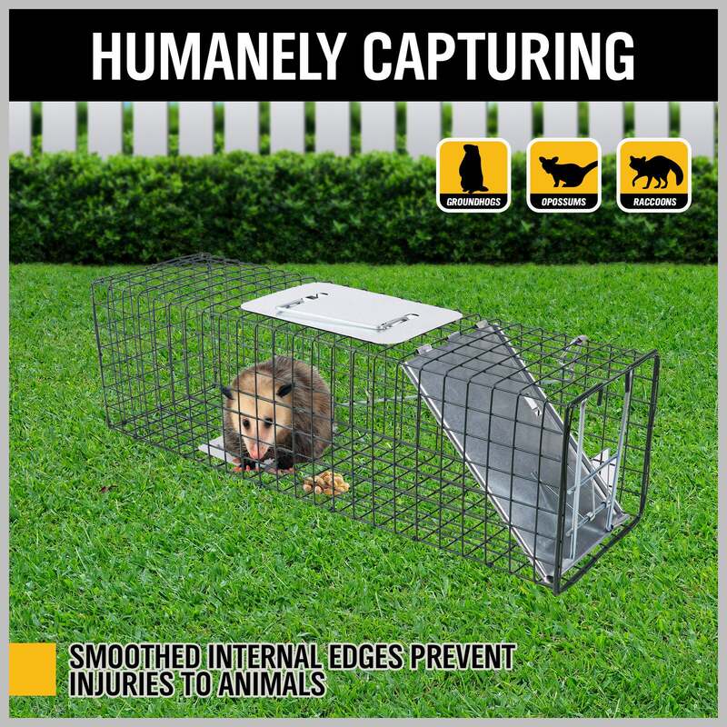 Large 1-Door Humane Animal Trap for Raccoons Cats Groundhogs Foxes  Collapsible